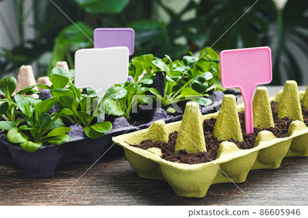 Seedlings in reused egg cartons, sustainable environmental gardening and connecting with nature 86605946