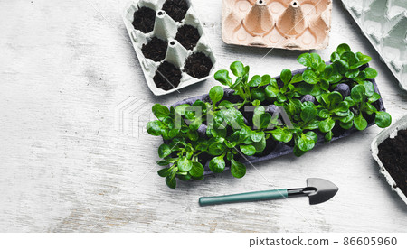 Reused egg cartons for seeds germinating, sustainable home gardening, top view with copy space 86605960