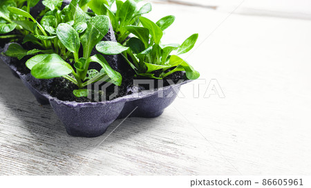 Corn salad or lamb's lettuce in reused egg box, sustainable home gardening and connecting with nature concept, copy space 86605961