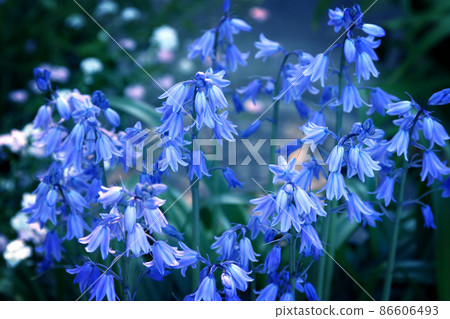 Fantastic beauty blue flowers Fantastic beauty blue flowers 86606493