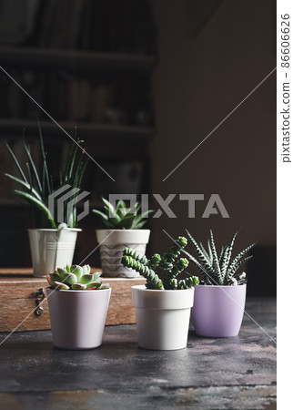 Succulent home plants on a table Succulent home plants on a table 86606626