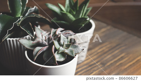Succulent home plants close-up Succulent home plants close-up 86606627