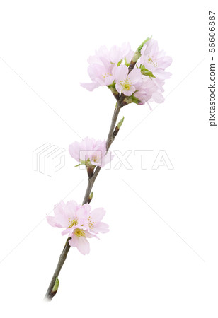 Sakura Sakura Flower Illustration Real 86606887