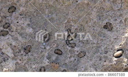 chiton in shallow water in the red sea sinai peninsula 86607380