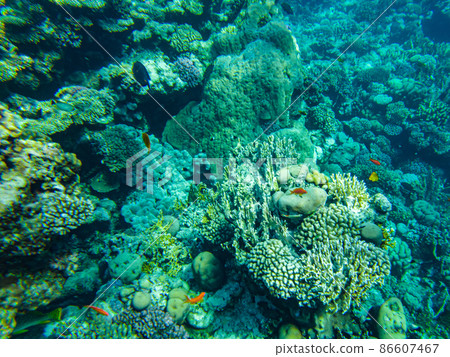 underwater beach of the red sea. underwater life in clear water corals fish plankton 86607467