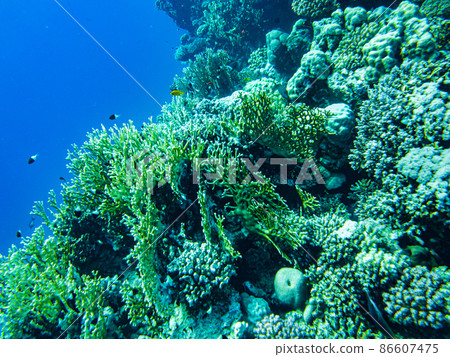 underwater beach of the red sea. underwater life in clear water corals fish plankton underwater beach of the red sea. underwater life in clear water corals fish plankton 86607475