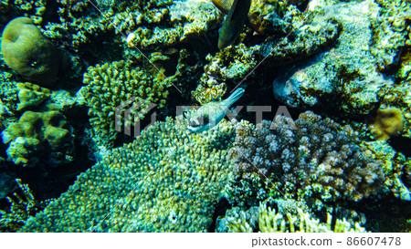 Masked puffer (Arothron diadematus) in the red sea hides to a coral reef 86607478