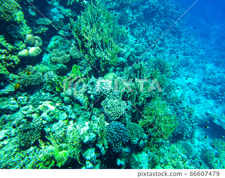 underwater beach of the red sea. underwater life in clear water corals fish plankton 86607479