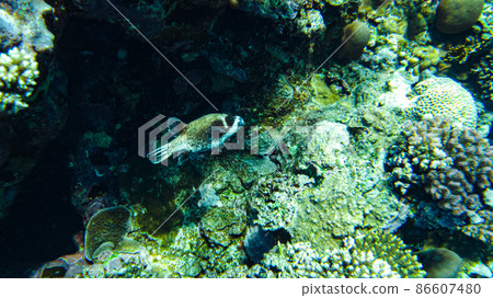 Masked puffer (Arothron diadematus) in the red sea hides to a coral reef 86607480