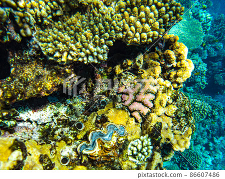 giant blue clams in coral in the red sea giant blue clams in coral in the red sea 86607486