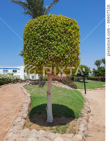 landscape design. trimmed tree with green leaves landscape design. trimmed tree with green leaves 86607516