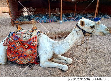 camel in the mountains near sharm el sheikh in egypt sinai 86607523