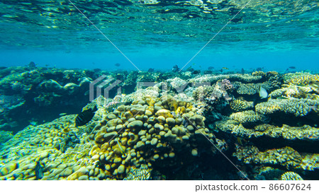 colorful corals and fish in the red sea sharm el sheikh 86607624