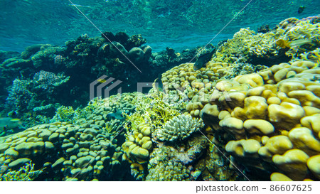 corals in the shallow waters of the red sea. fish feed on the reef 86607625