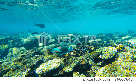 chameleon parrotfish( Scarus chameleon) fish feeds among the corals in the red sea chameleon parrotfish( Scarus chameleon) fish feeds among the corals in the red sea 86607646