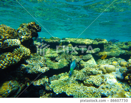 chameleon parrotfish( Scarus chameleon) fish feeds among the corals in the red sea 86607730