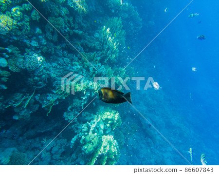 Sohal surgeon fish at the Red Sea swims in shallow water by the beach 86607843