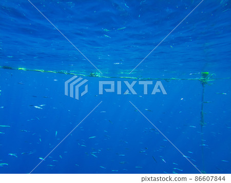 school of fish near the surface of the red sea 86607844