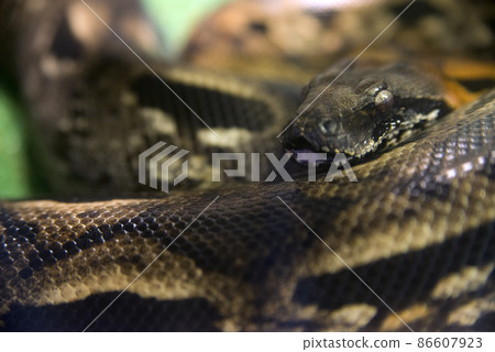 Green Snake Anaconda macro photo at zoo Green Snake Anaconda macro photo at zoo 86607923