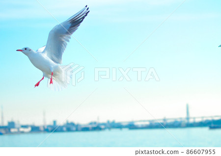 在港口的海鷗 在港口的海鷗 86607955