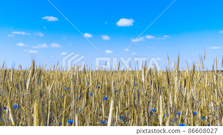 Wheat field with young and green wheat in spring Wheat field with young and green wheat in spring 86608027