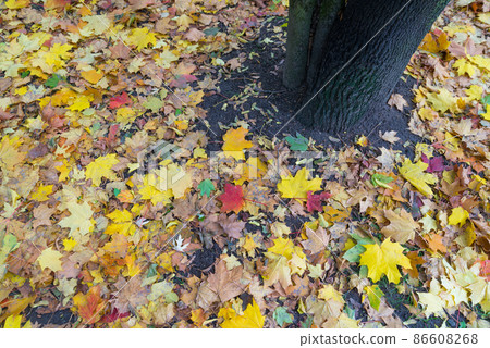 yellow and red leaves maple tree fallen in autumn 86608268