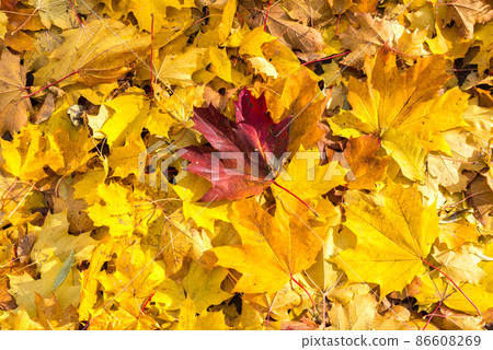 Fall leaves background 86608269