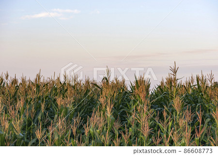 rows of corn on a farm field. morning in the village 86608773
