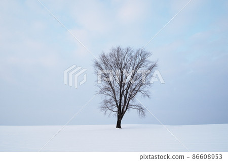 Tree of Philosophy (Biei, Hokkaido, Japan) 86608953