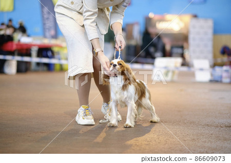 A female businessman puts a King Charles spaniel in a rack at a dog show A female businessman puts a King Charles spaniel in a rack at a dog show 86609073
