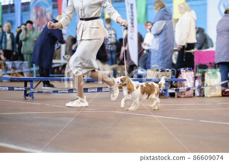 King Charles Spaniel runs next to a woman in the ring at a dog show King Charles Spaniel runs next to a woman in the ring at a dog show 86609074