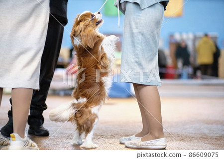 The King Charles Spaniel stands on its hind legs The King Charles Spaniel stands on its hind legs 86609075