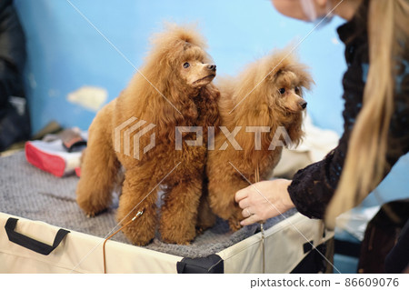 A woman prepares apricot-colored Poodles to be shown at a dog show A woman prepares apricot-colored Poodles to be shown at a dog show 86609076