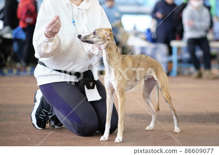 The participant shows the exterior of the Whippet breed at the dog show The participant shows the exterior of the Whippet breed at the dog show 86609077