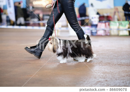 Beaver Yorkshire Terrier runs next to Dog Trainer in Ring Beaver Yorkshire Terrier runs next to Dog Trainer in Ring 86609078