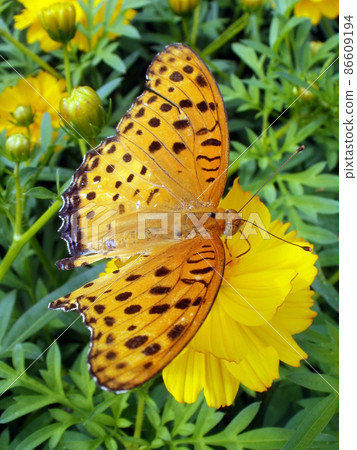 Yellow butterfly Indian fritillary 86609194