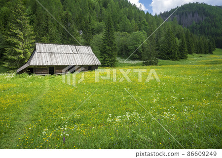Beautiful flower meadow in the Jaworzynka Valley. Western Tatra Mountains. 86609249