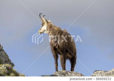 Chamois on a background of the sky. Tatra Mountains. 86609252