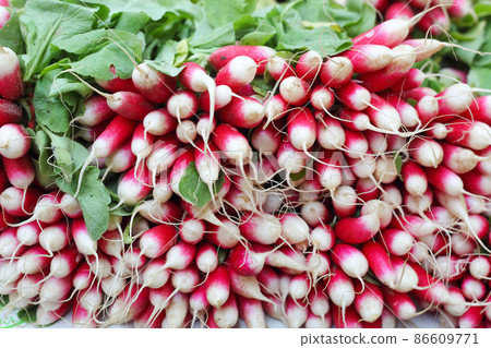 Fresh organic farm radish at the market 86609771