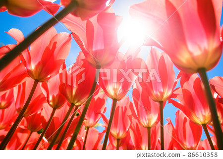 春天的鬱金香花園（紅色鬱金香，低角度特寫） 86610358