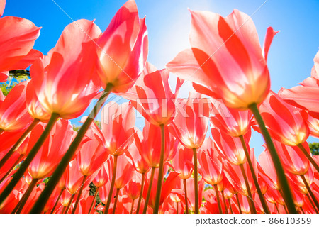 Tulip garden in spring (red tulips, low angle close-up) Tulip garden in spring (red tulips, low angle close-up) 86610359