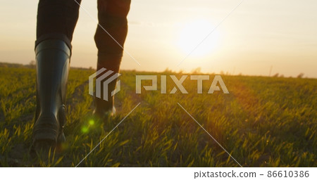 Farmer walks through a young wheat green field during sunset. Bottom view of a man walking in rubber boots in a farmer's field at sunset. Human walking on agriculture field Farmer walks through a young wheat green field during sunset. Bottom view of a man walking in rubber boots in a farmer's field at sunset. Human walking on agriculture field 86610386