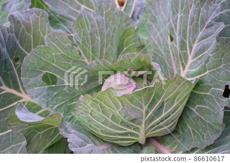 A landscape of a field with cabbage wrapped neatly in a large outer leaf A landscape of a field with cabbage wrapped neatly in a large outer leaf 86610617