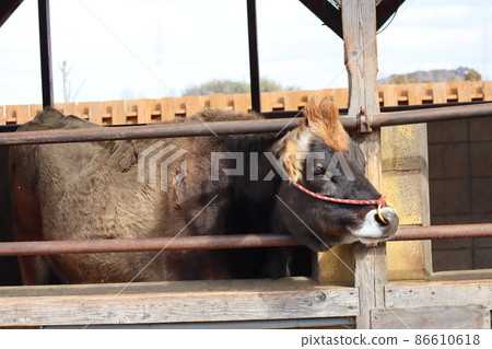A view of a ranch with a cow looking through the fence of the breeding house A view of a ranch with a cow looking through the fence of the breeding house 86610618