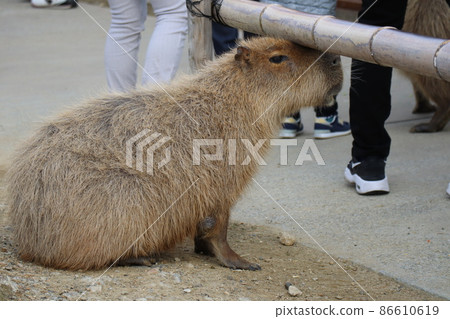 A landscape with capybaras putting their heads under the fence at the Fureai Square A landscape with capybaras putting their heads under the fence at the Fureai Square 86610619