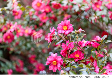 茶花 茶花 86610806