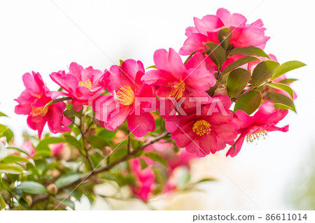 Szakan flower 86611014