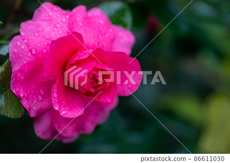 Szakan flower 86611030