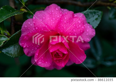 Szakan flower 86611035