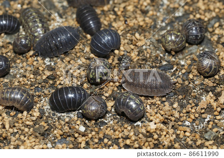 Overwintering of the pill bug and the woodlouse 86611990